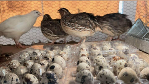 Estudiantes de Agronomía de la UNACH impulsan producción de codornices con enfoque en buenas prácticas