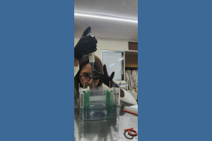 Orgullo Ocelote: estudiantes de Medicina Veterinaria realizan estancias en el Verano Delfín 2025