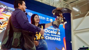 Festival Ocelote 2025 promueve la conservación y el conocimiento del medio ambiente a través de la cetrería