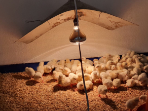 La Facultad Maya de Estudios Agropecuarios impulsa la formación práctica en Nutrición Animal con proyecto de engorda avícola