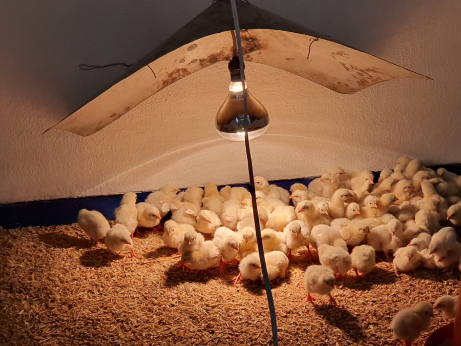 La Facultad Maya de Estudios Agropecuarios impulsa la formación práctica en Nutrición Animal con proyecto de engorda avícola