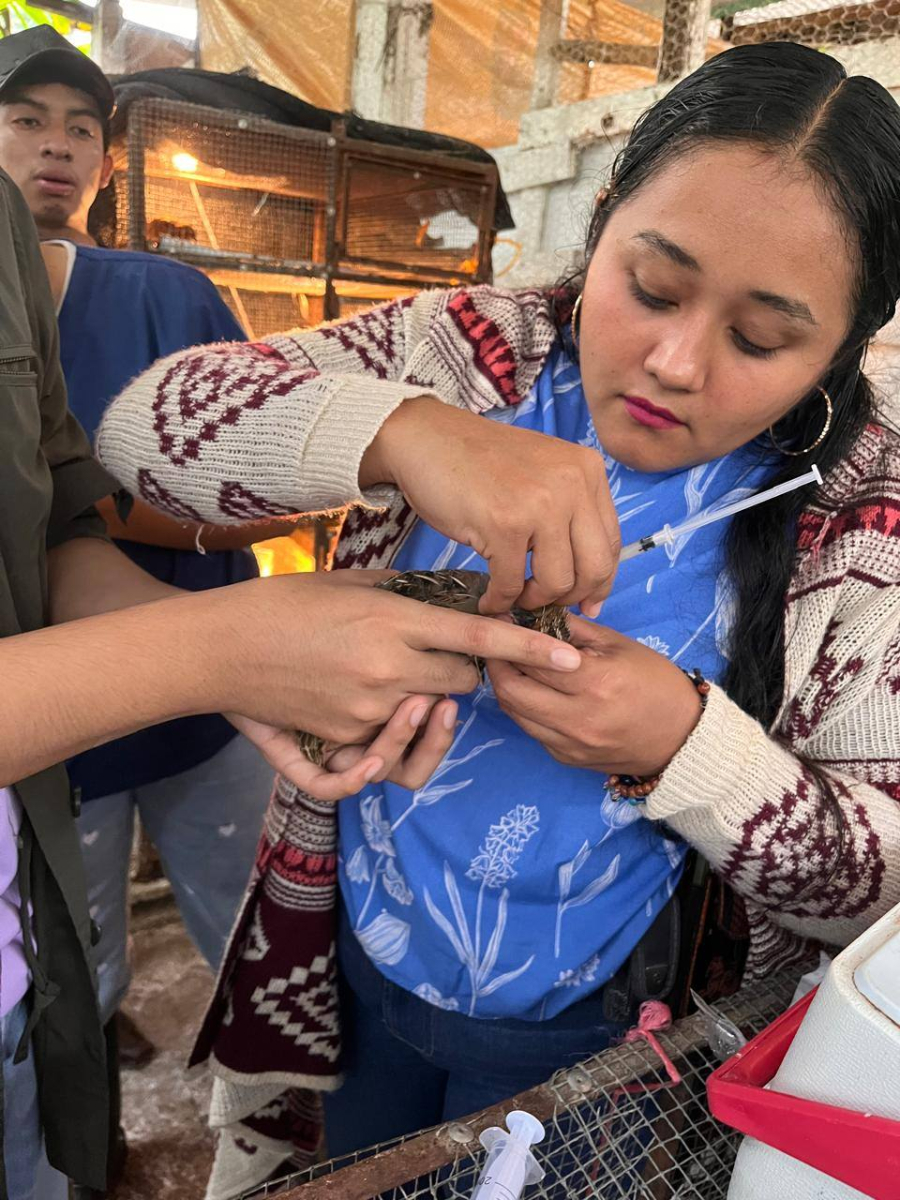 Futuros veterinarios de la UNACH ponen en práctica sus conocimientos en vacunación de aves