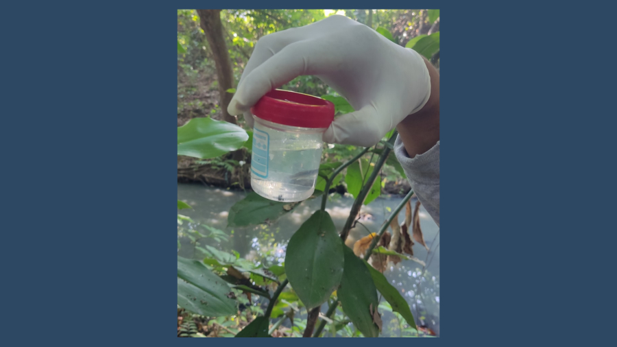Estudiantes de Ingeniería Biotecnológica aplican técnicas de biorremediación en el río Las Canoas
