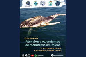 UNACH convoca a taller sobre atención a varamientos de mamíferos acuáticos