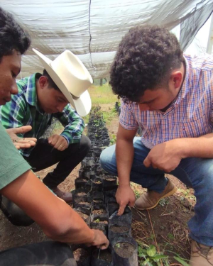 Estudiantes promueven la siembra de árboles benéficos para el suelo en Huehuetán