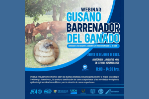 Facultad Maya UNACH organiza webinar sobre el gusano barrenador del ganado