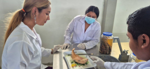 Facultad Maya fortalece el aprendizaje práctico en anatomía de organismos acuáticos