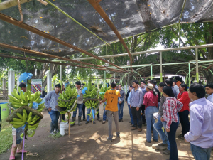 Formación profesional de estudiantes de la UNACH se enriquece con prácticas en Super Bananas del Sur